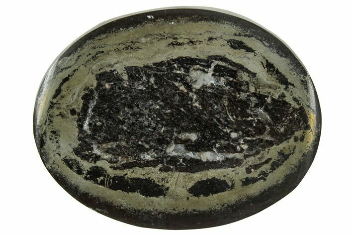 Polished Fish Coprolite (Fossil Poo) Nodule Half - Scotland #314907